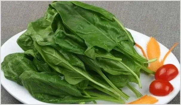 越夏菠菜种植时需克服哪些问题？越夏菠菜种植技术 | 种植技术