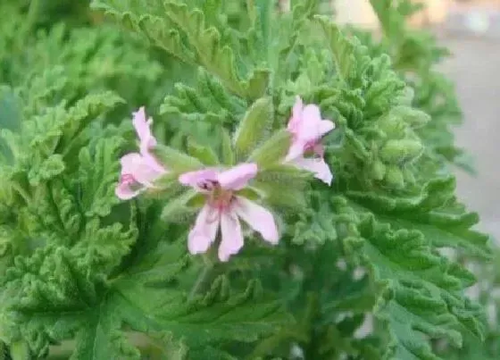 植物百科|驱蚊草开花吗 在什么时候开花