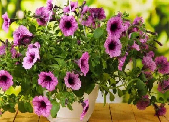 开花时间|矮牵牛四季开花吗