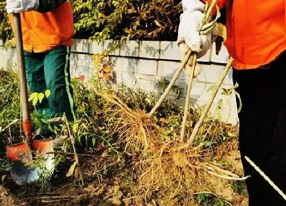 花之最|加拿大一枝黄花到底是什么植物 怎么流入的，危害有多大