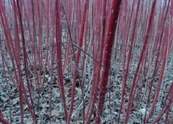 种植管理|红麻的生长周期是多长时间