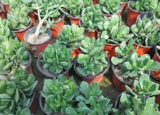 种植管理|燕子掌摘心打顶时间与方法