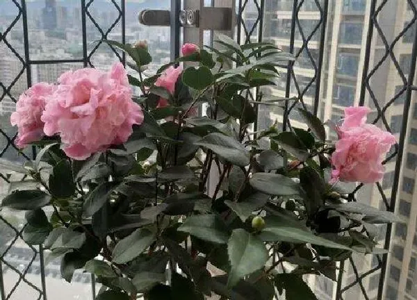 养殖方法|茶花有花苞好久就是不开花怎么办（好大的花苞开不了花）
