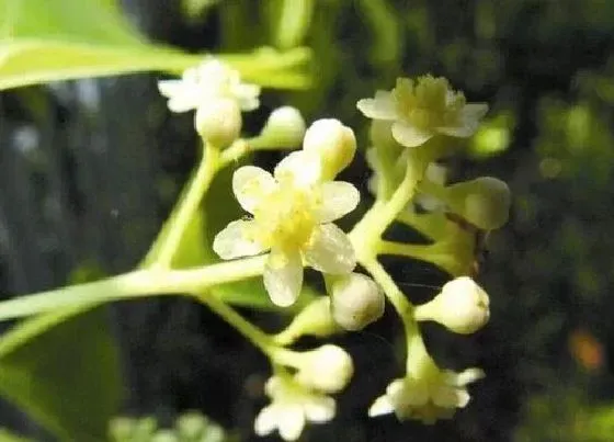 开花时间|香樟树什么时候开花 开花季节在几月