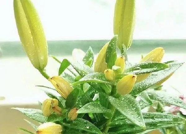 养殖科普|百合花喜阴还是喜阳光的植物