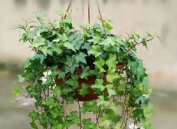 植物浇水|常青藤浇水时间和正确方法