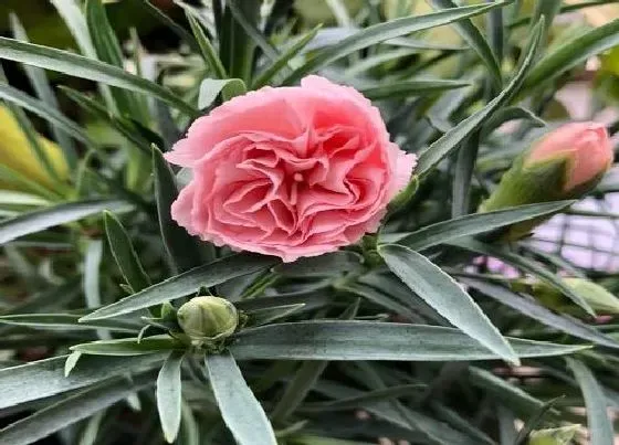 植物文学|康乃馨的生长过程