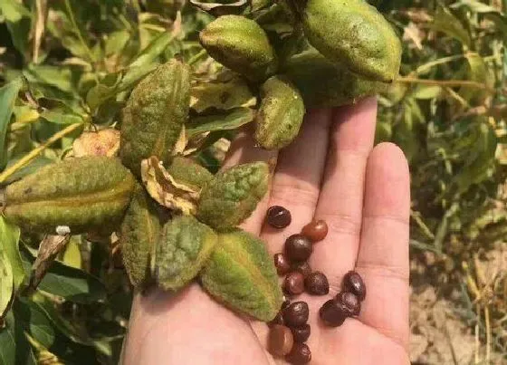 种植管理|芍药种子的种植方法和时间 什么时候栽种合适