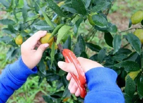 植物修剪|果树冬季修剪常用的主要四种手法，冬季修剪内容及作用）