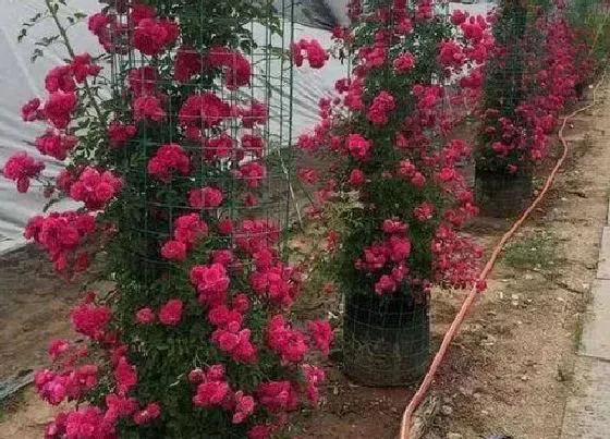 冬天植物|红木香耐寒吗 四季红木香耐寒多少度