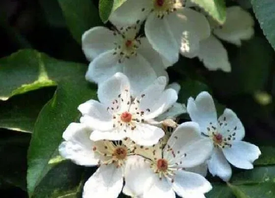 花卉风水|十大不吉利花排行榜（风水中家里坚决不能养的花）