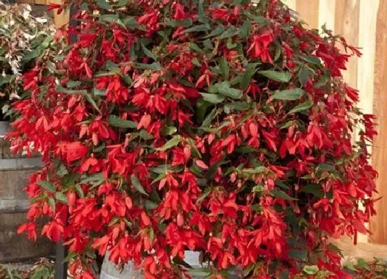 开花时间|秋海棠什么时候开花 花期在哪个季节哪个月