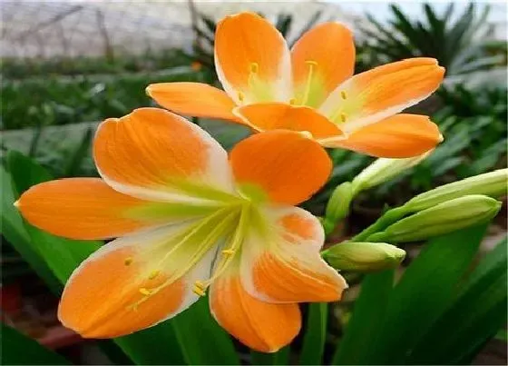 植物百科|君子兰长在什么地方 分布在哪些地区