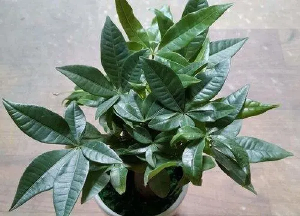 植物浇水|发财树多久浇一次水