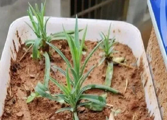 植物文学|康乃馨的生长过程