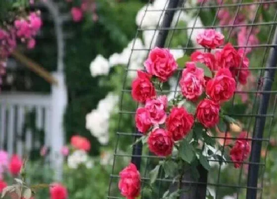生长环境|月季花的生长环境及生长地方条件