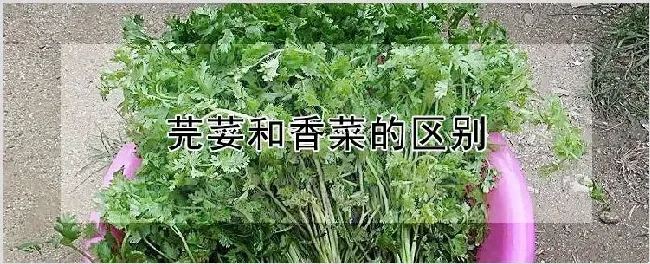 芫荽和香菜的区别 | 农业科普