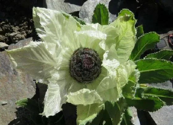 种植管理|雪莲的生长周期是多长时间