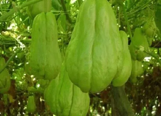 冬天植物|佛手瓜怎么过冬天