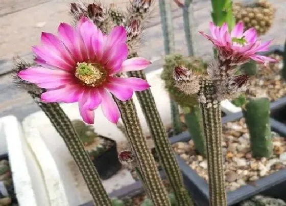 植物百科|仙人指开花吗 一般什么时候开花