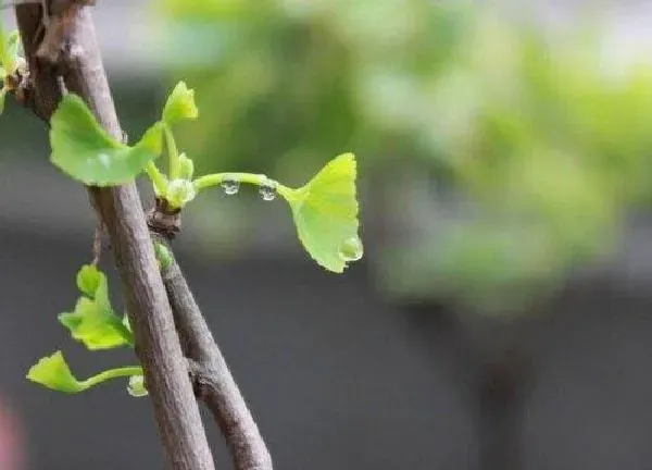 植物发芽|银杏什么时候发芽长叶