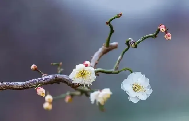 花语|梅花的花语是什么意思及象征寓意