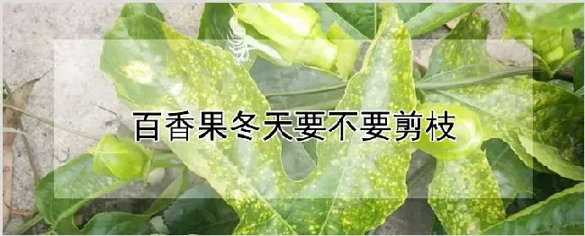 百香果冬天要不要剪枝 | 耕种资料