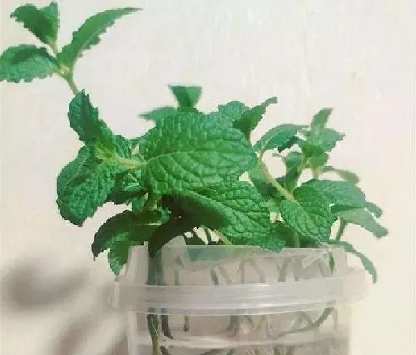 植物生根|薄荷扦插多久生根发芽 扦插生根最快方法