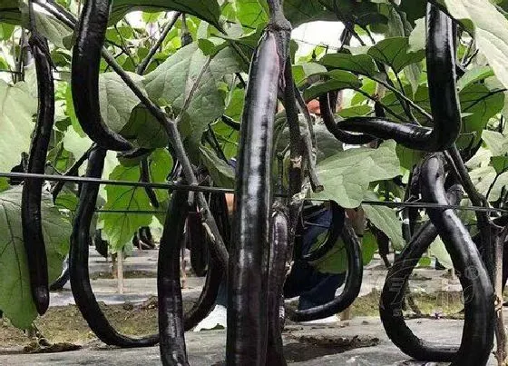 植物产地|茄子原产地在哪里