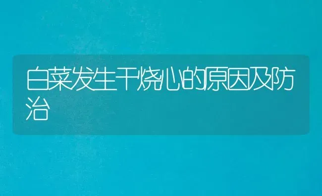 白菜发生干烧心的原因及防治 | 蔬菜种植