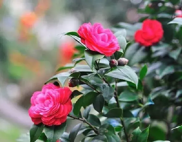 养殖科普|茶花喜水吗 茶花是喜水植物吗