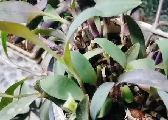 植物修剪|紫竹怎么修剪方法