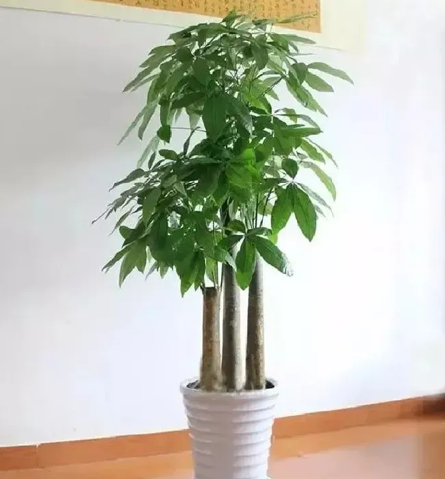 植物百科|发财树和招财树一样吗（招财树和发财树区别图片）