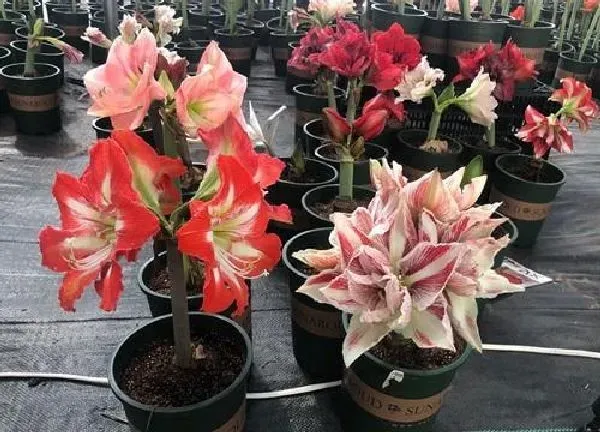 养殖方法|朱顶红怎么养才开花