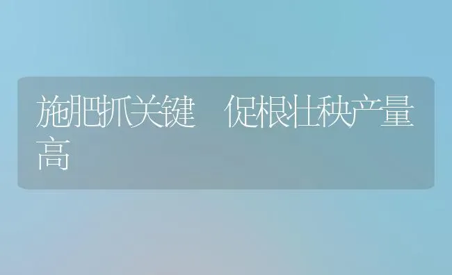 施肥抓关键 促根壮秧产量高 | 种植肥料施肥