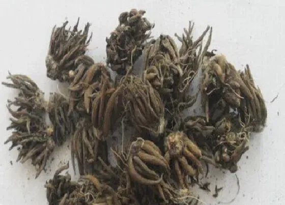 种球|花毛茛种球种植方法和时间 花毛茛球根种植注意事项