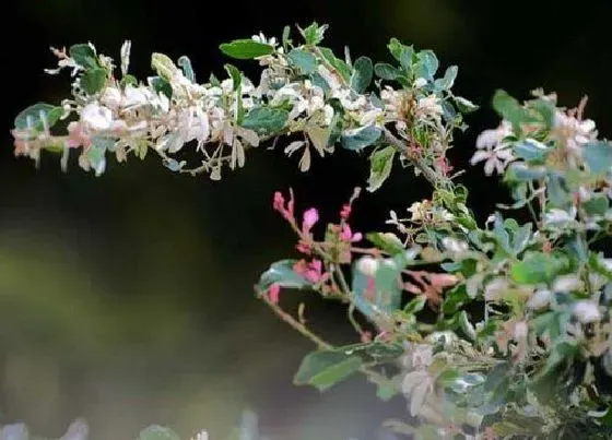 冬天植物|花叶络石耐寒多少度 最低能耐零下多少度