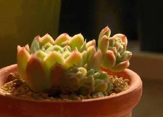 芽部|冰梅爆侧芽怎么处理