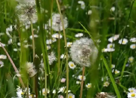 花卉趣闻|蒲公英是花还是草