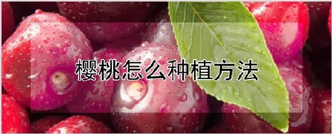 樱桃怎么种植方法 | 耕种资料