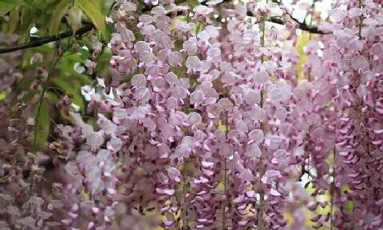 开花时间|紫藤花一年开几次花 花期月份与时间
