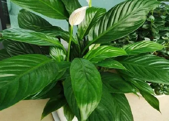 植物百科|室内净化空气的花卉有哪些
