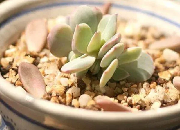 养殖方法|叶插多肉植物怎么养才能活（怎么养护长得好又长得快）