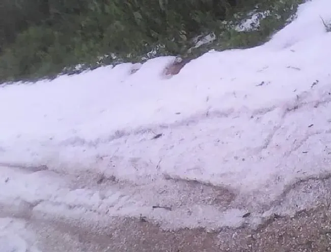 冬天植物|赤道附近的喀麦隆下雪了 非洲下雪实属罕见