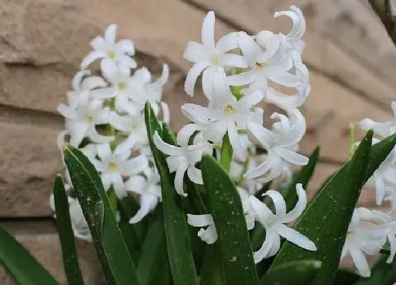 花语|代表暗恋与守护的花 象征暗恋的花都有哪些