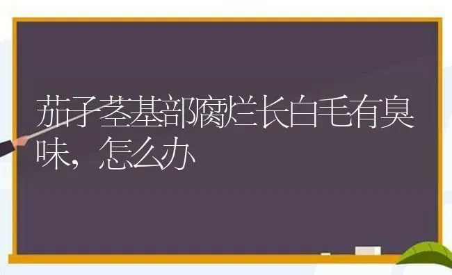 茄子茎基部腐烂长白毛有臭味，怎么办 | 蔬菜种植