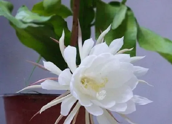 吸甲醛|昙花能吸收甲醛吗