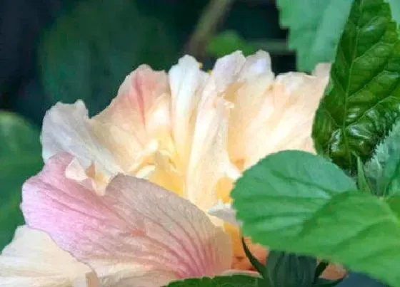 功效常识|芙蓉花的功效与作用