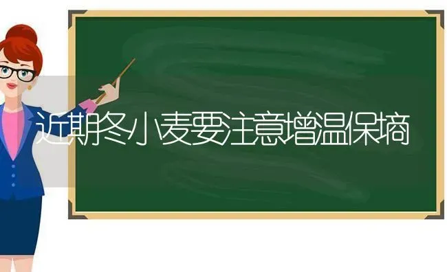 近期冬小麦要注意增温保墒 | 粮油作物种植
