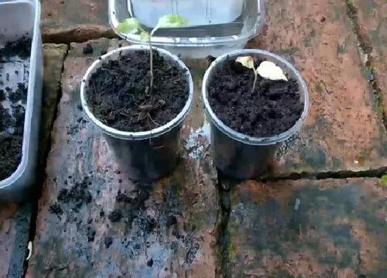 植物育苗|葡萄种子怎么发芽育苗的  葡萄籽快速催芽种植方法